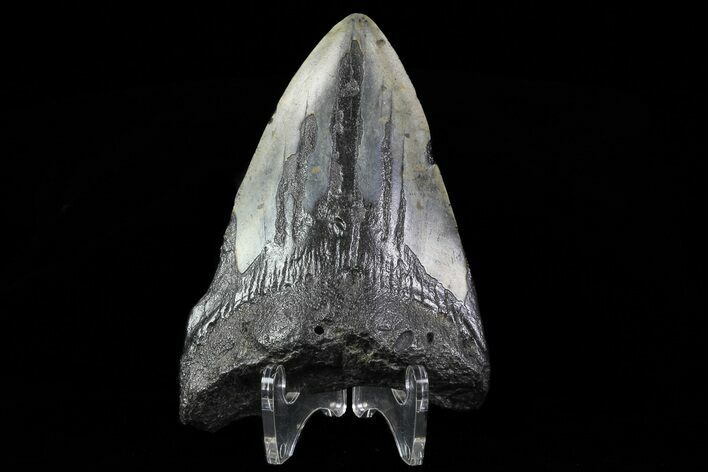 Bargain, Megalodon Tooth - North Carolina #76227